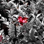 Morgenrot – Suche nach Worten