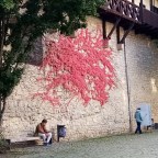 Suche nach der blauen Blume – in Jena