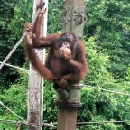 Orang Utans verschenken?