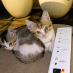 Katzen verspeisen