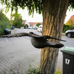 Der Krähentest