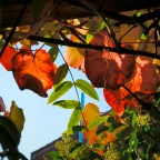 Herbstgefühle