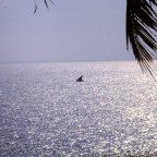 Unter Fischern