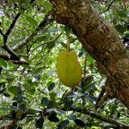 Jackfruit: grüne Stachelkugel am Baumstamm