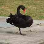 2026: Der „Schwarze Schwan“ wartet