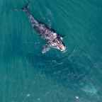 Bitte: Stirb langsam!
